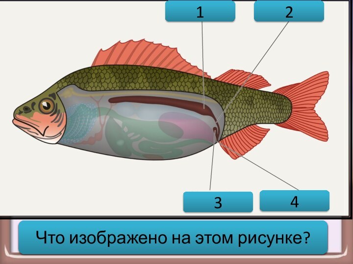 1234Выделительная система рыбыЧто изображено на этом рисунке?