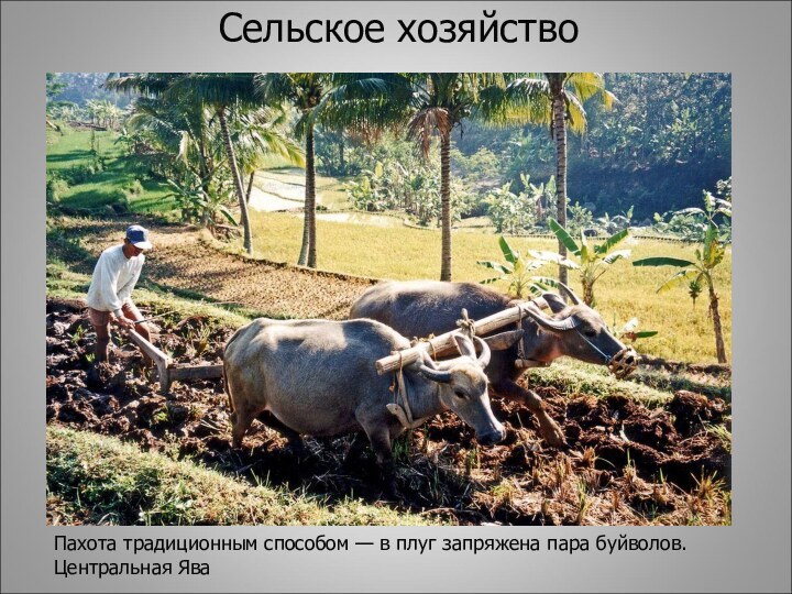 Сельское хозяйствоПахота традиционным способом — в плуг запряжена пара буйволов. Центральная Ява