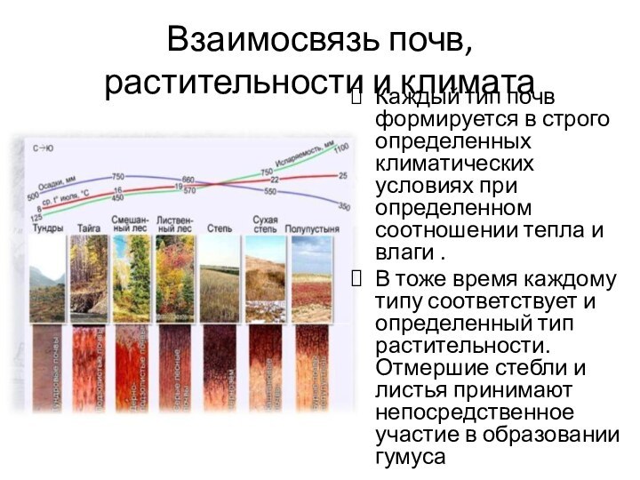 Взаимосвязь почв, растительности и климатаКаждый тип почв формируется в строго определенных климатических