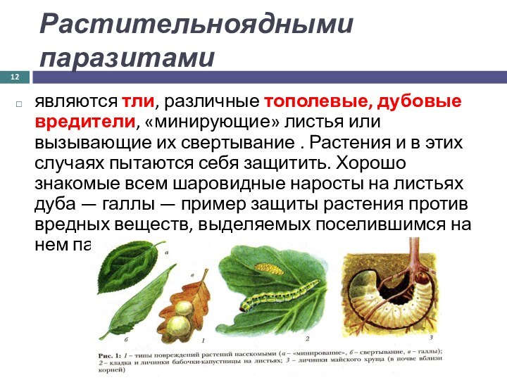Растительноядными паразитами являются тли, различные тополевые, дубовые вредители, «минирующие» листья или вызывающие
