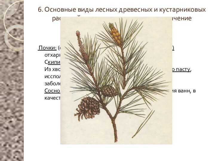 6. Основные виды лесных древесных и кустарниковых растений, имеющих лекарственное значение