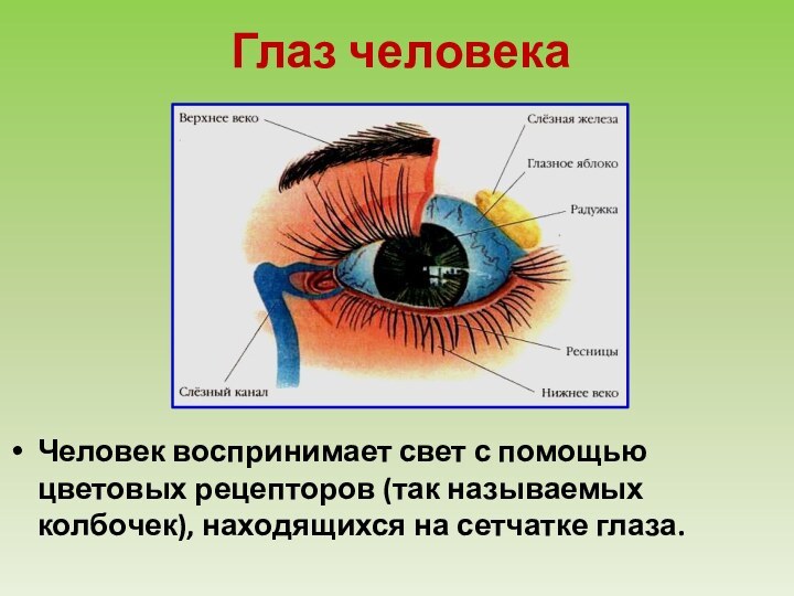 Глаз человекаЧеловек воспринимает свет с помощью цветовых рецепторов (так называемых колбочек), находящихся на сетчатке глаза.