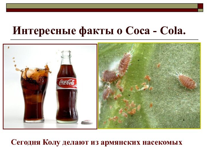 Интересные факты о Coca - Cola. Сегодня Колу делают из армянских насекомых