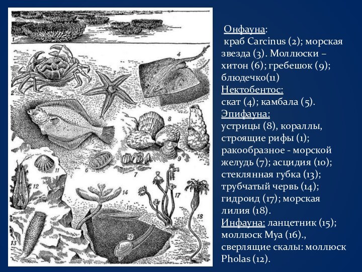 Онфауна: краб Carcinus (2); морская звезда (3). Моллюски –хитон (6); гребешок