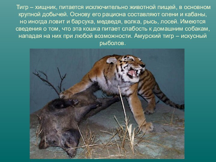 Тигр – хищник, питается исключительно животной пищей, в основном крупной добычей. Основу