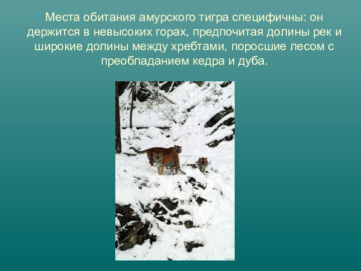 Места обитания амурского тигра специфичны: он держится в невысоких горах, предпочитая долины