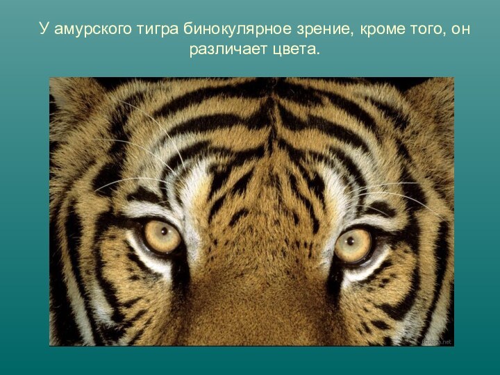 У амурского тигра бинокулярное зрение, кроме того, он различает цвета.