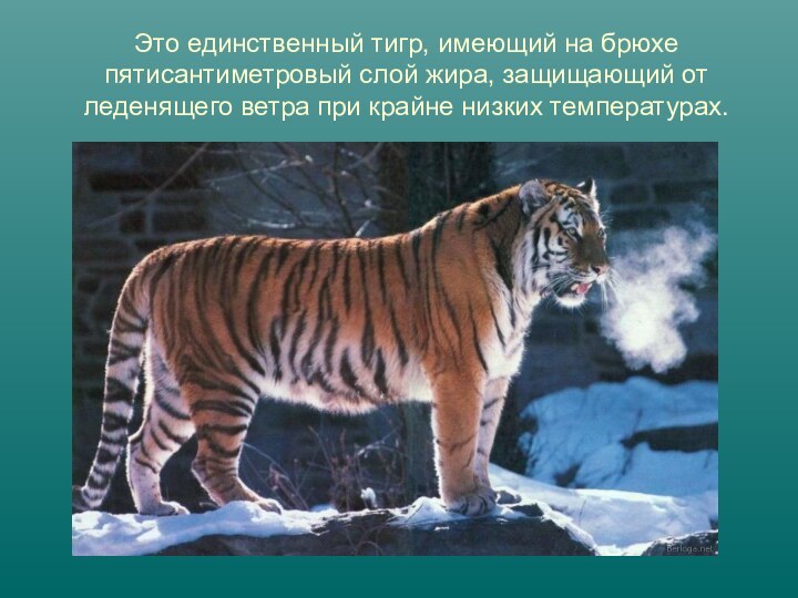 Это единственный тигр, имеющий на брюхе пятисантиметровый слой жира, защищающий от леденящего