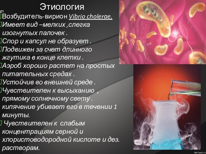 Возбудитель-вирион Vibrio cholerae,Имеет вид –мелких ,слегка изогнутых палочек .Спор и