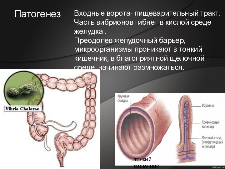 Входные ворота- пищеварительный тракт. Часть вибрионов гибнет в кислой среде желудка