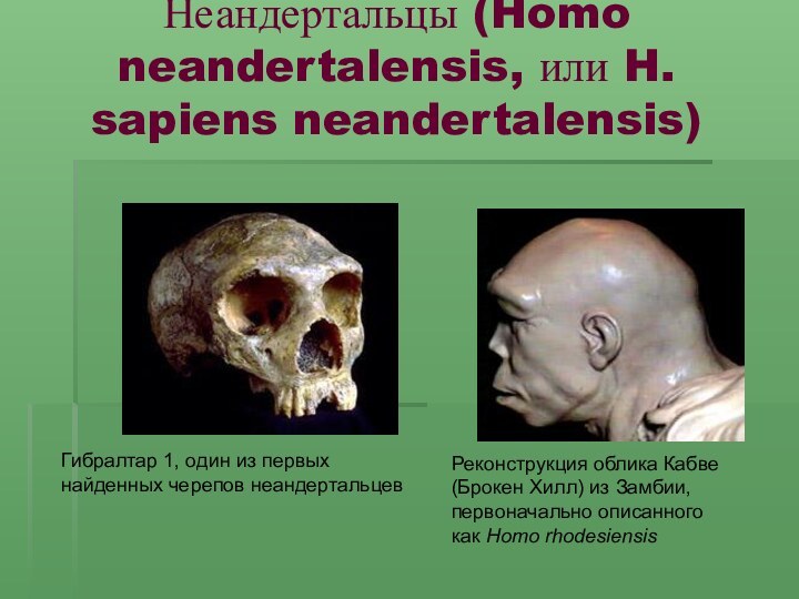 Неандертальцы (Homo neandertalensis, или H. sapiens neandertalensis)Гибралтар 1, один из первыхнайденных черепов