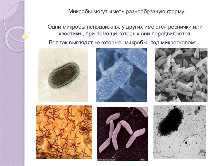 Микробы могут иметь разнообразную форму. Одни микробы неподвижны, у других имеются