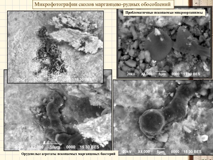 Микрофотографии сколов марганцево-рудных обособленийПроблематичные ископаемые микроорганизмыОруденелые агрегаты ископаемых марганцевых бактерий