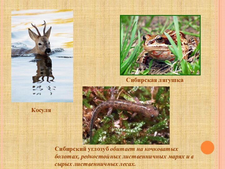 КосуляСибирская лягушкаСибирский углозуб обитает на кочковатых болотах, редкостойных лиственничных марях и в сырых лиственничных лесах. 