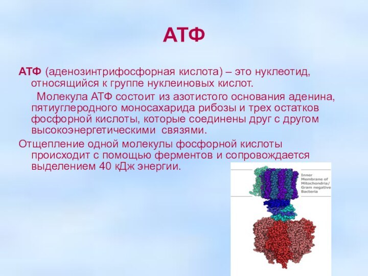 АТФАТФ (аденозинтрифосфорная кислота) – это нуклеотид, относящийся к группе нуклеиновых кислот.