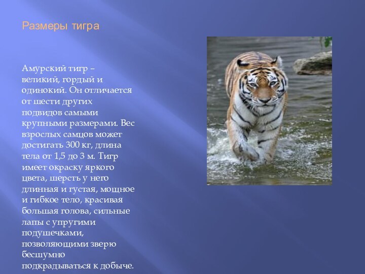 Размеры тиграАмурский тигр – великий, гордый и одинокий. Он отличается от