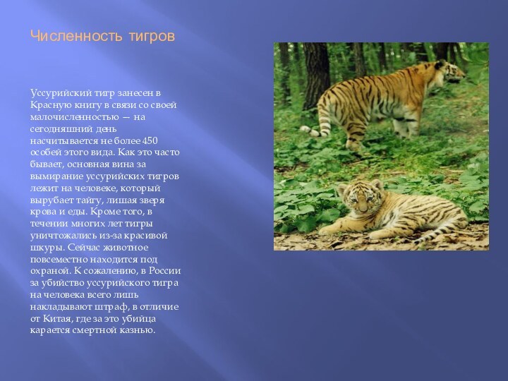 Численность тигровУссурийский тигр занесен в Красную книгу в связи со своей
