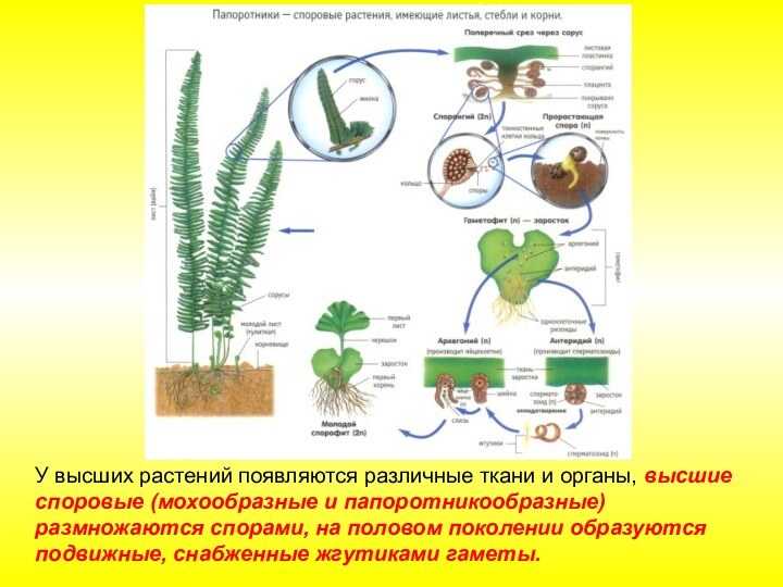 У высших растений появляются различные ткани и органы, высшие споровые (мохообразные