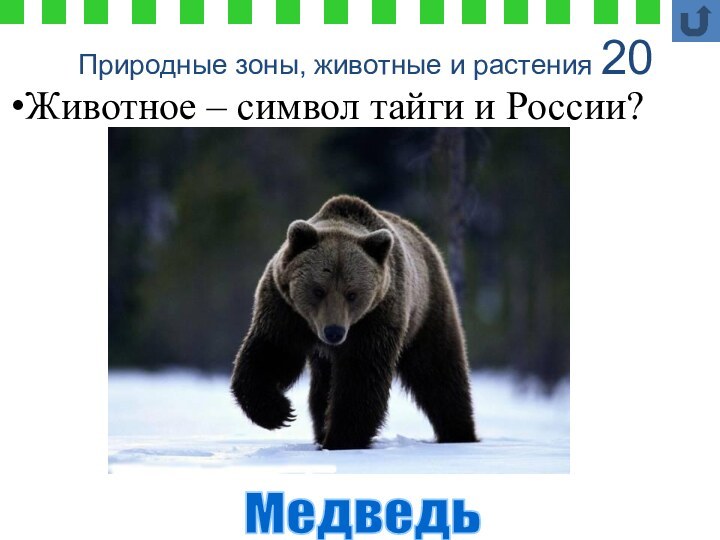 Природные зоны, животные и растения 20МедведьЖивотное – символ тайги и России?