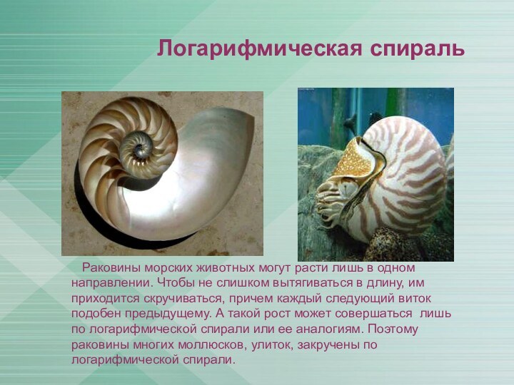 Логарифмическая спираль  Раковины морских животных могут расти лишь в одном направлении.