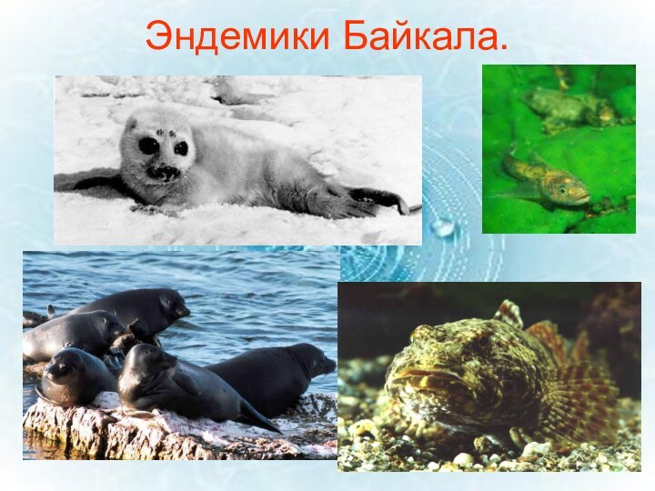 Эндемики Байкала.