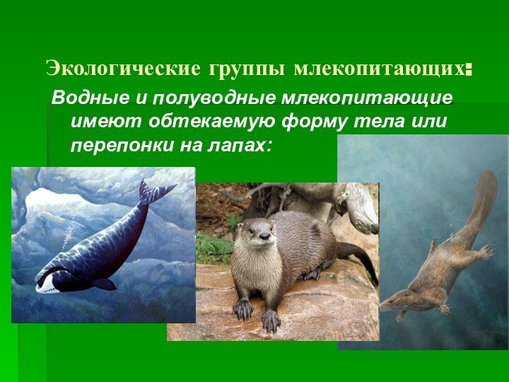 Экологические группы млекопитающих:Водные и полуводные млекопитающие имеют обтекаемую форму тела или перепонки на лапах: