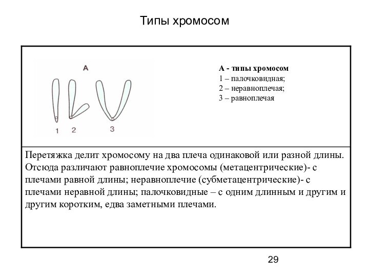 Типы хромосомА - типы хромосом 1 – палочковидная; 2 – неравноплечая;3 – равноплечая