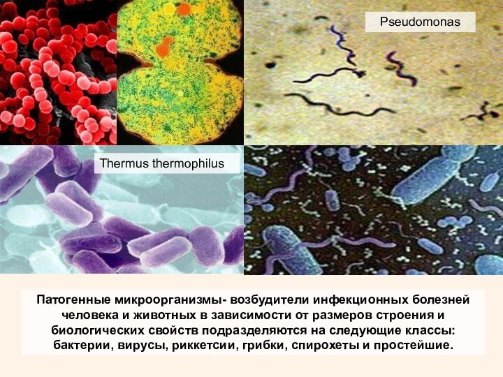 Патогенные микроорганизмы- возбудители инфекционных болезней человека и животных в зависимости от
