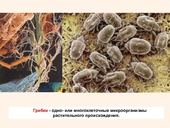       Грибки - одно- или многоклеточные микроорганизмы растительного происхождения.