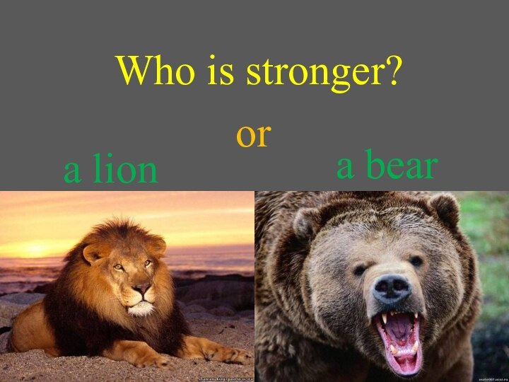 Who is stronger? a lionora bear
