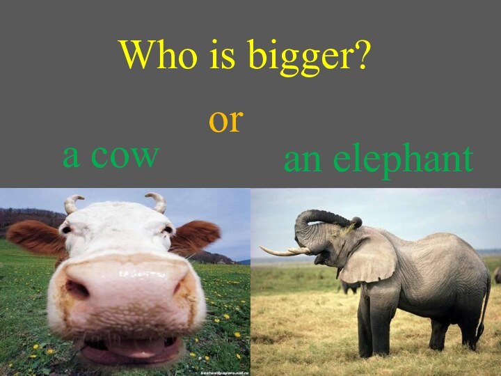 Who is bigger?a cow an elephantor