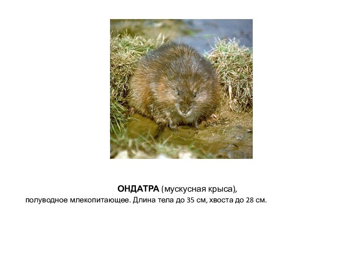 ОНДАТРА (мускусная крыса), полуводное млекопитающее. Длина тела до 35 см, хвоста до 28 см.   