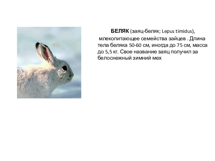 БЕЛЯК (заяц-беляк; Lepus timidus), млекопитающее семейства зайцев . Длина тела беляка 50-60
