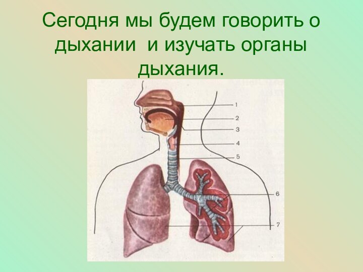 Сегодня мы будем говорить о дыхании и изучать органы дыхания.
