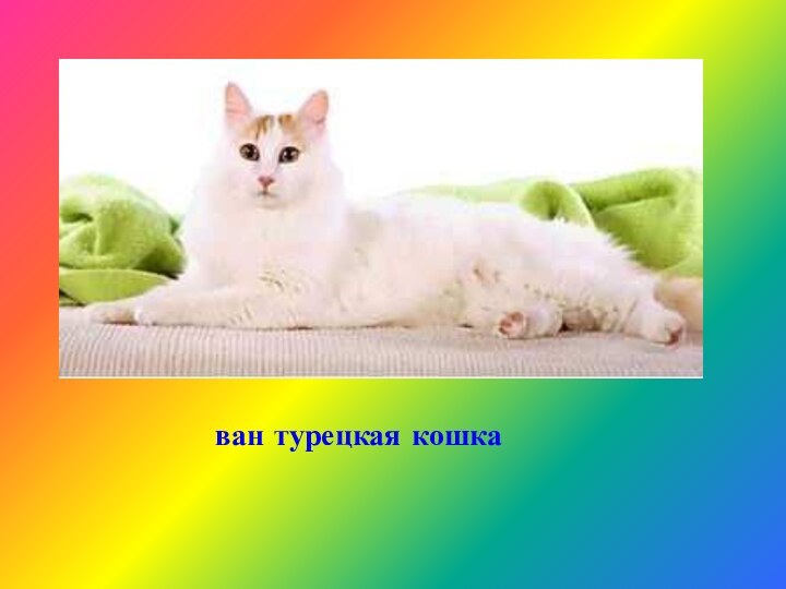 ван турецкая кошка