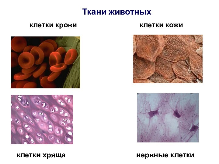 Ткани животныхклетки крови