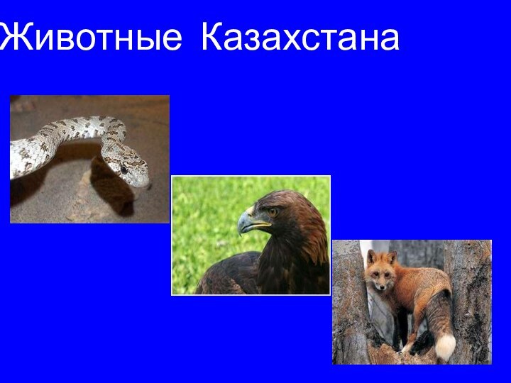 Животные КазахстанаЖивотные Казахстана