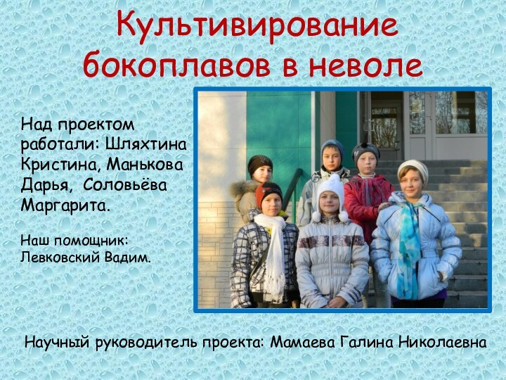 Культивирование бокоплавов в неволеНад проектом работали: Шляхтина Кристина, Манькова Дарья, Соловьёва