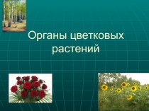 Органы цветковых растений 6 класс