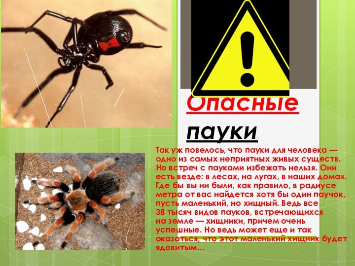 Опасные паукиТак уж повелось, что пауки для человека — одно из самых неприятных живых существ.