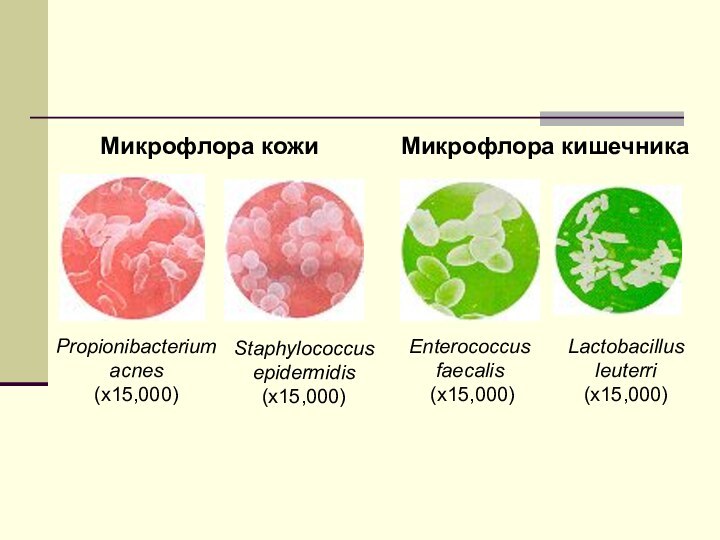 Propionibacterium acnes (x15,000)Staphylococcus epidermidis (x15,000)Enterococcus faecalis (x15,000)Lactobacillus leuterri(x15,000)Микрофлора кожиМикрофлора кишечника