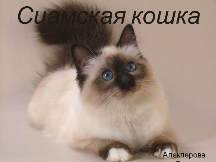 Сиамская кошкаАлекперова Лала
