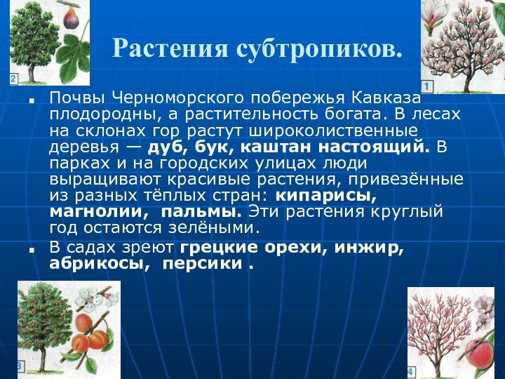 Растения субтропиков.Почвы Черноморского побережья Кавказа плодо­родны, а растительность богата. В лесах