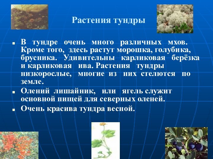 Растения тундрыВ  тундре  очень  много  различных