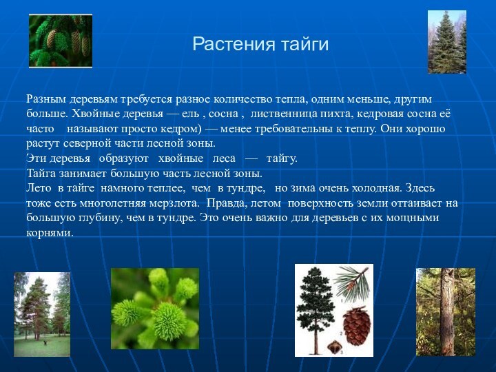 Растения тайгиРазным деревьям требуется разное количество тепла, одним меньше, другим больше. Хвойные