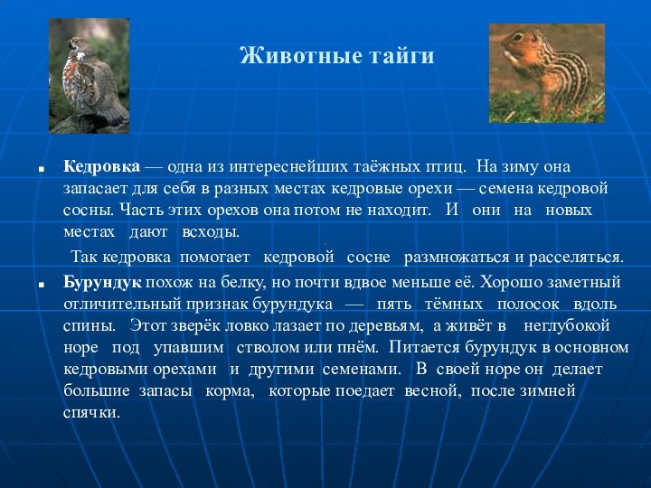 Животные тайгиКедровка — одна из интереснейших таёжных птиц. На зиму она запасает