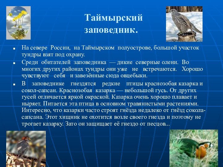 Таймырский заповедник.На севере России, на Таймырском полуострове, большой участок тундры взят под