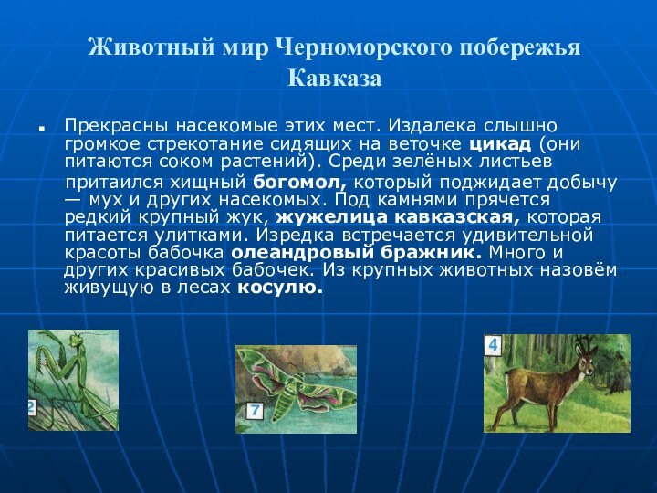 Животный мир Черноморского побережья  КавказаПрекрасны насекомые этих мест. Издалека слышно