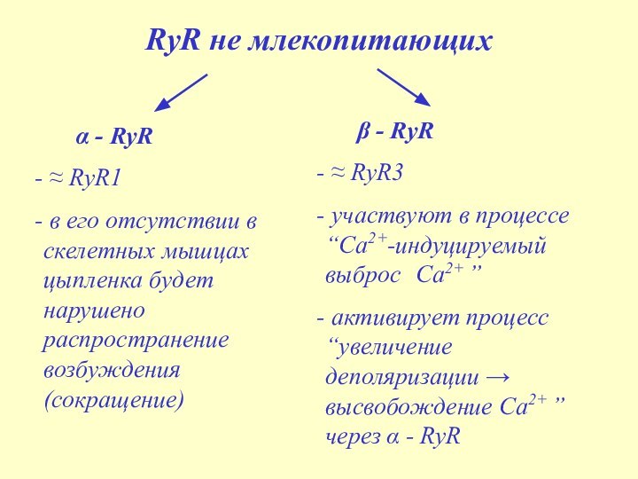 RyR не млекопитающих	α - RyR ≈ RyR1 в его отсутствии в скелетных