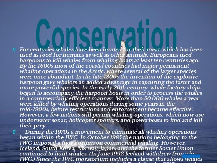 Conservation For centuries whales have been hunted for their meat,